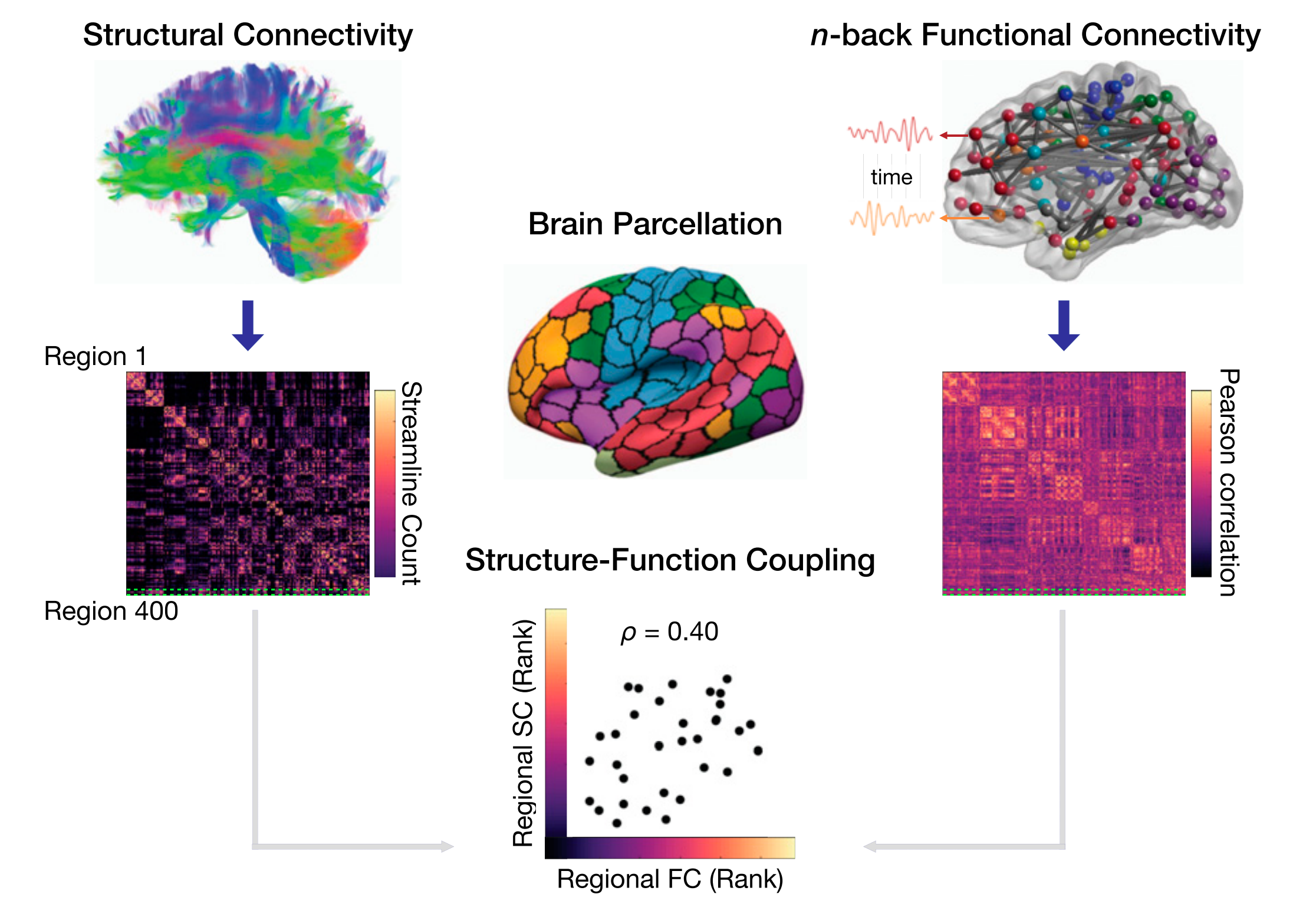 Functional Connectivity